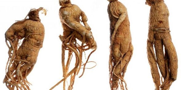 Root ginseng untuk meningkatkan penis